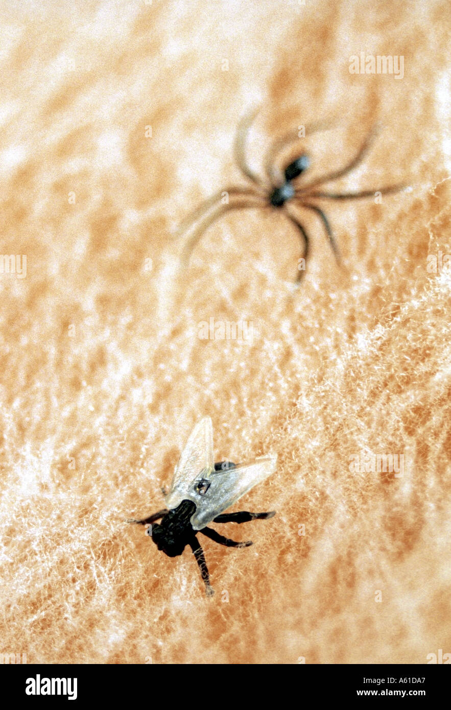 Kunststoff Spinne und Fliege auf Web ähnliches Bild A61DA6 Stockfoto