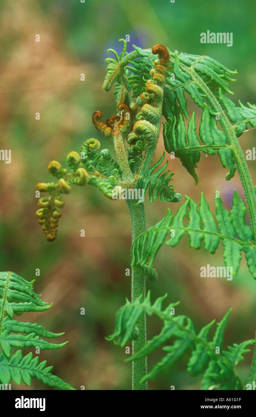 Tipp von Bracken unfurling Wedel Stockfoto