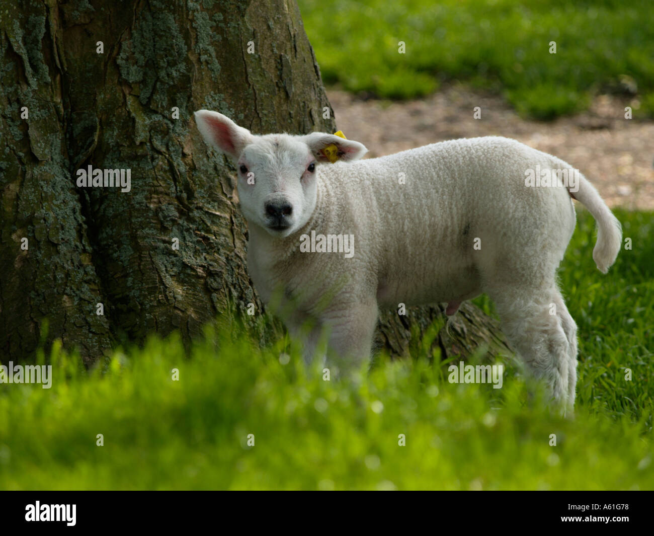 Niedliche kleine Lamm junge Schafe in einer Wiese in der Nähe von einem Baum in die Kamera schauen Stockfoto