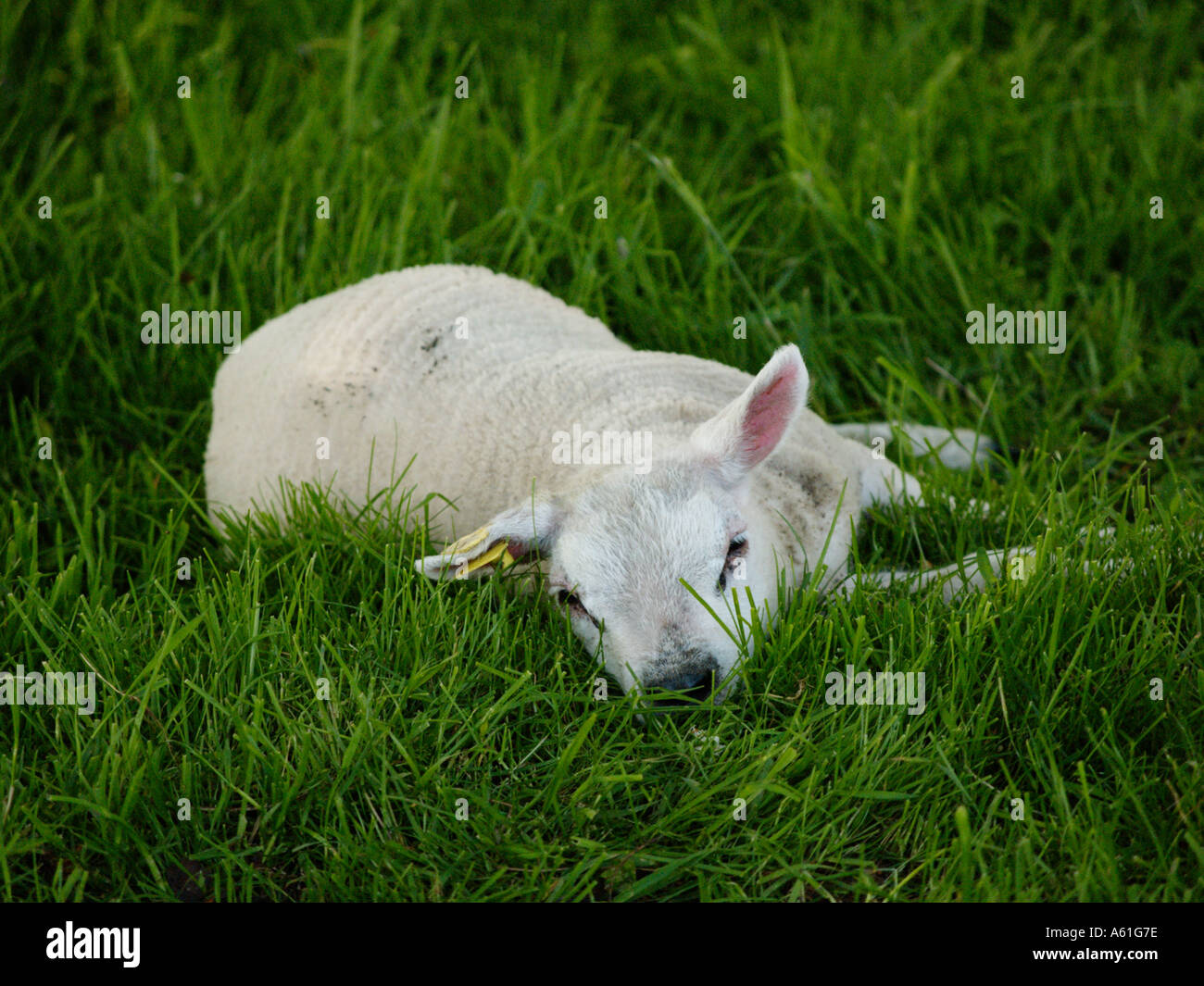 faule jungen Lämmchen liegend auf der Wiese entspannen, schlafen Stockfoto