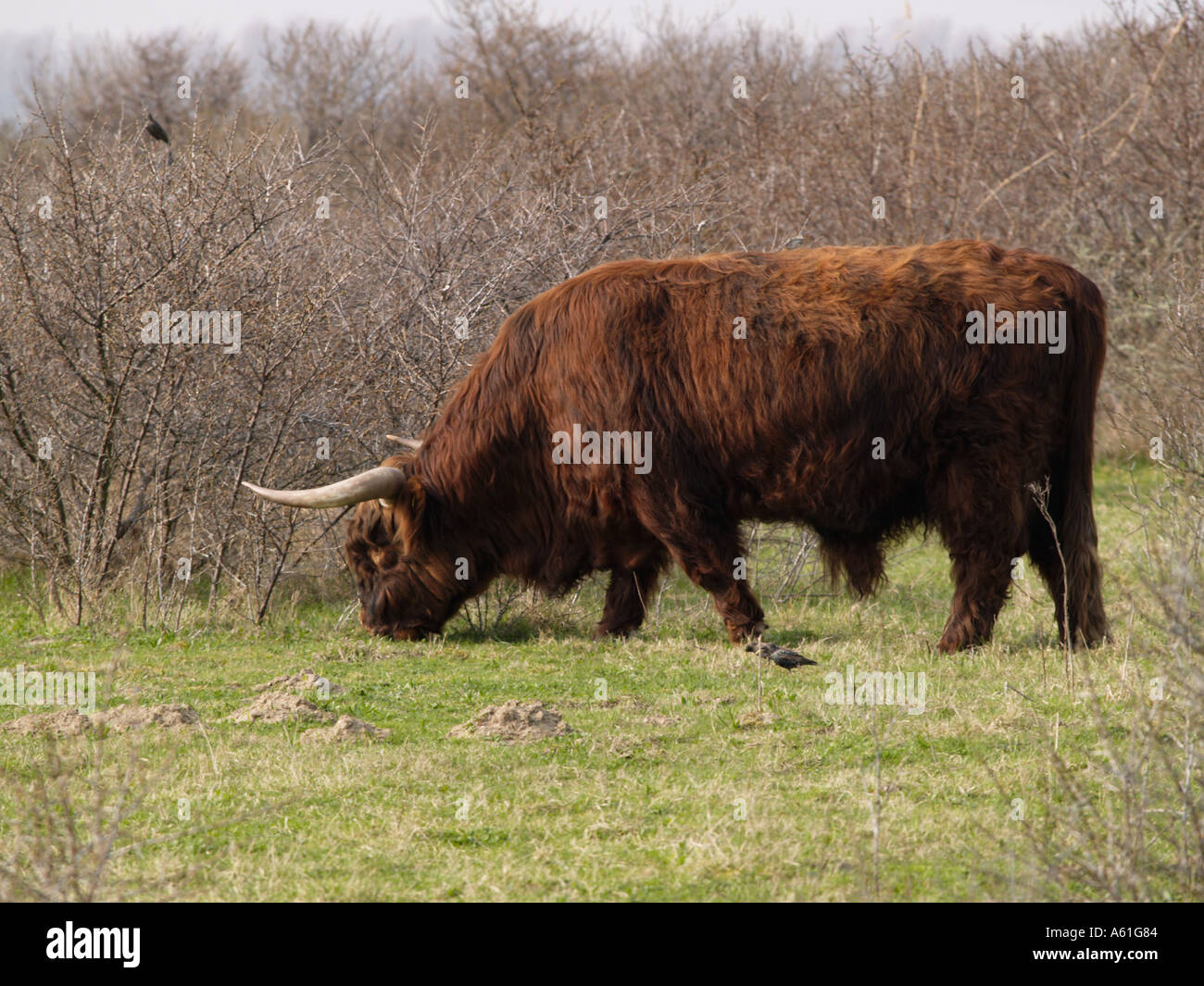 Dunkel braun schottische Highlander Stier Beweidung Seitenansicht Stockfoto