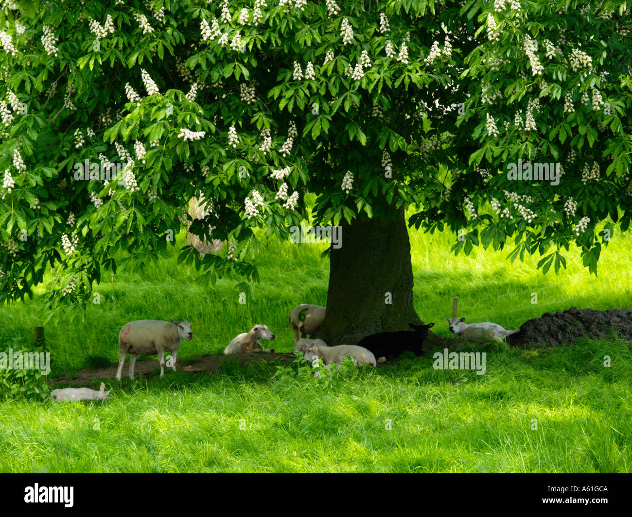 Herde von Schafen entspannen im Schatten eines Baumes blühenden Kastanien Woudrichem den Niederlanden Stockfoto