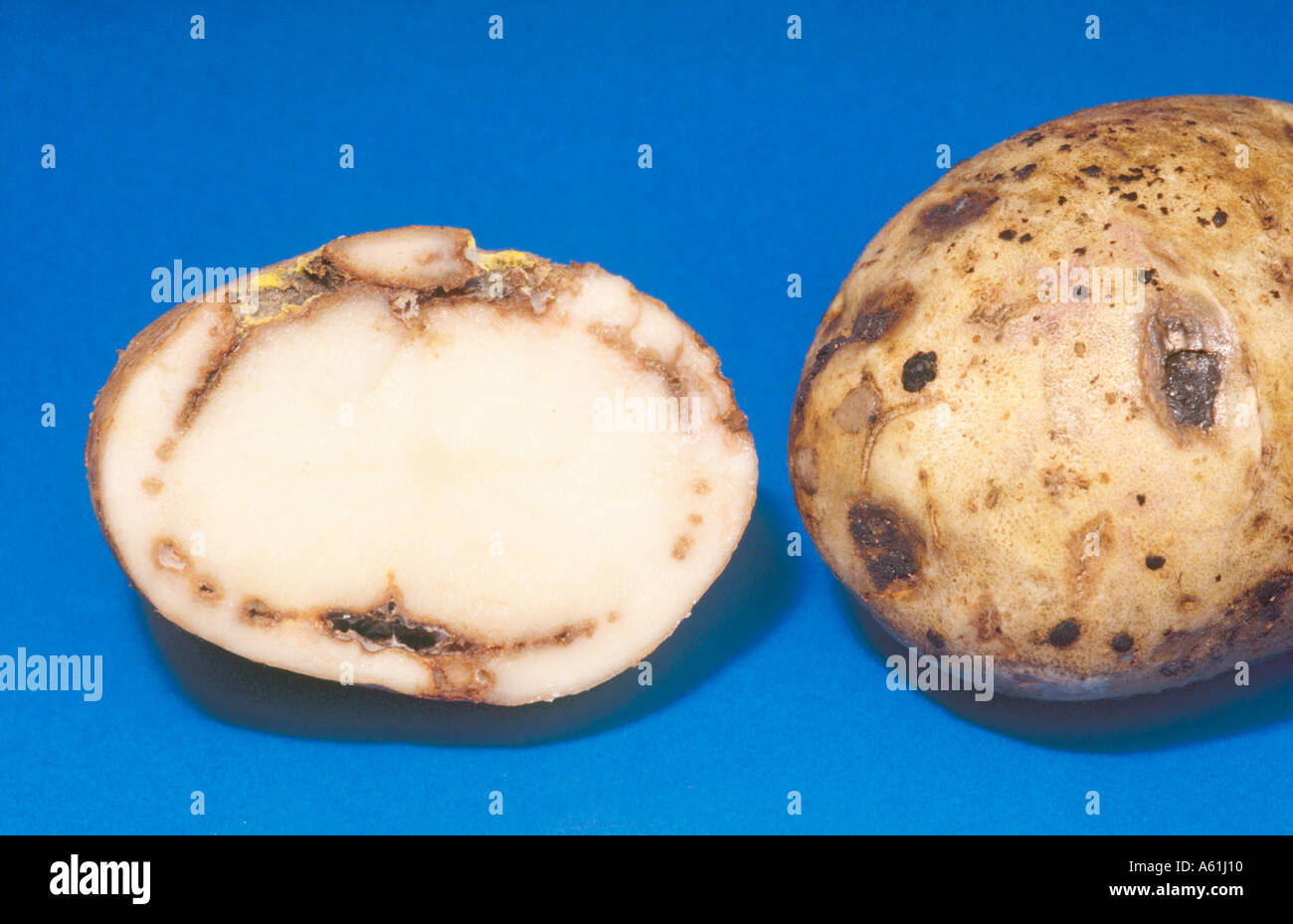 Bakterienwelke Symptome auf Kartoffelknolle Stockfoto