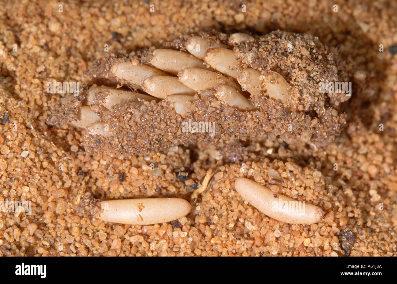 Australische Pest Heuschrecke Ei-pod Stockfoto