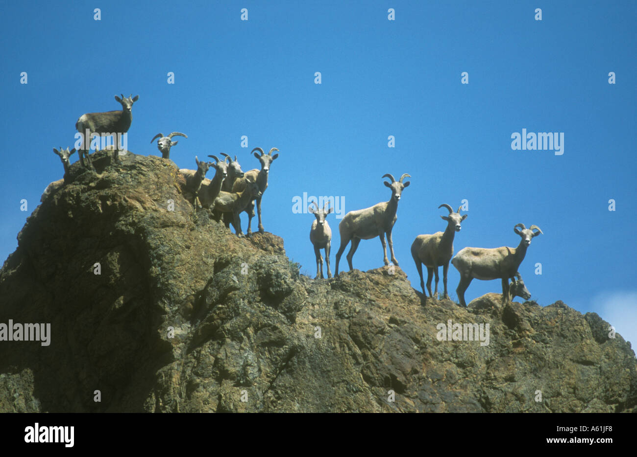 Bighorn Schafe auf Hügel Stockfoto