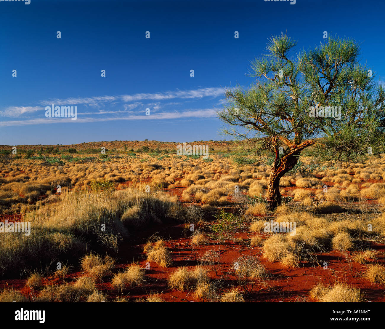 Grevillea und Spinifex Grass auf rotem Sand in der Pilbara-Region von Western Australia Stockfoto