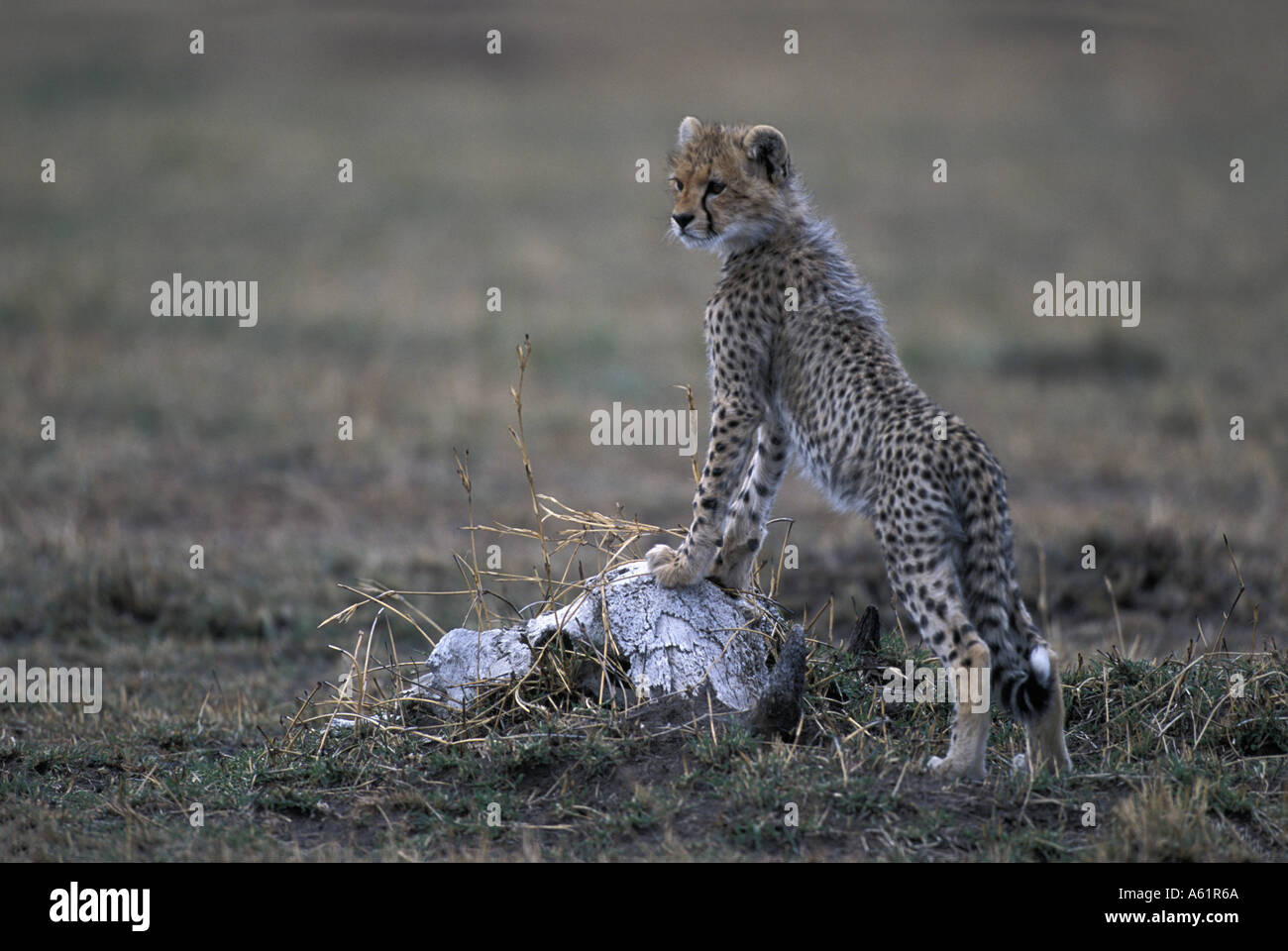 Afrika Kenia Masai Mara Game Reserve Cheetah Cub Acinonyx Jubatas steht auf gebleichten Gnus Totenkopf auf Savanne Stockfoto