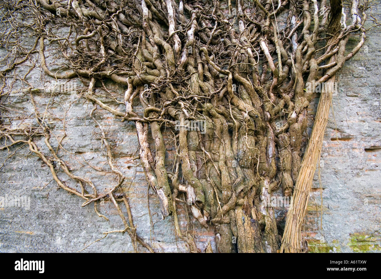 Efeu-Stamm an graue Wand Stockfoto