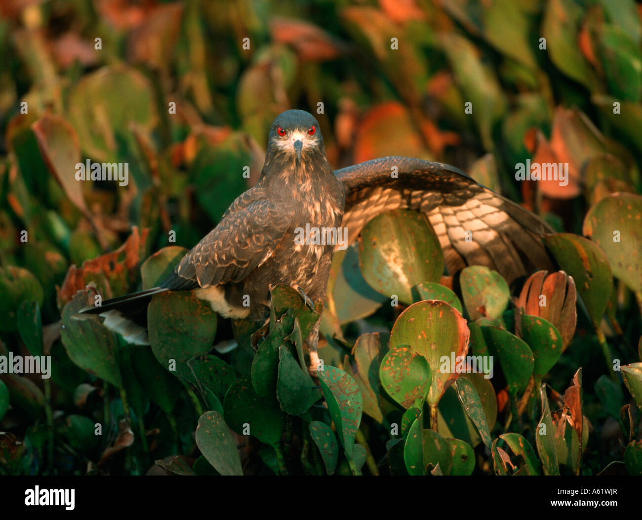 Schnecke Kite unreifen Rostrhamus Sociabilis Gaviao Caramujeiro nördlichen Pantanal - Brasilien - Lateinamerika - Südamerika Stockfoto