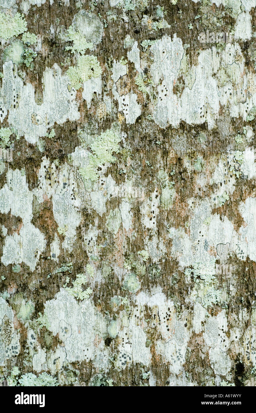 Puerto Rican Königspalme (Roystonea Borinqueana) Nahaufnahme der Rinde bedeckt von Flechten, die ursprünglich aus Puerto Rico Stockfoto