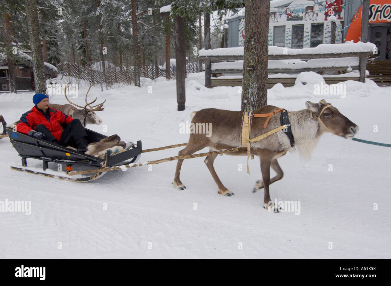 Tourist in einem Schlitten durch ein Rentier Santa Claus Village, Rovaniemi, Lappland, Finnland, Europa, Arktis gezeichnet Stockfoto