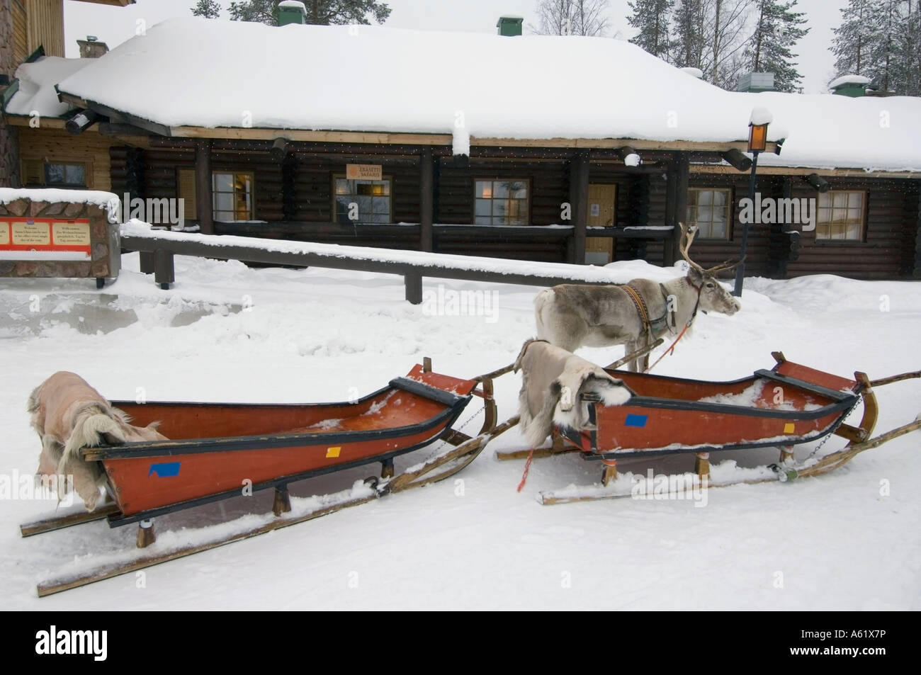 Rentier mit Schlitten, Santa Claus Village, Rovaniemi, Lappland, Finnland, Europa, Arktis Stockfoto