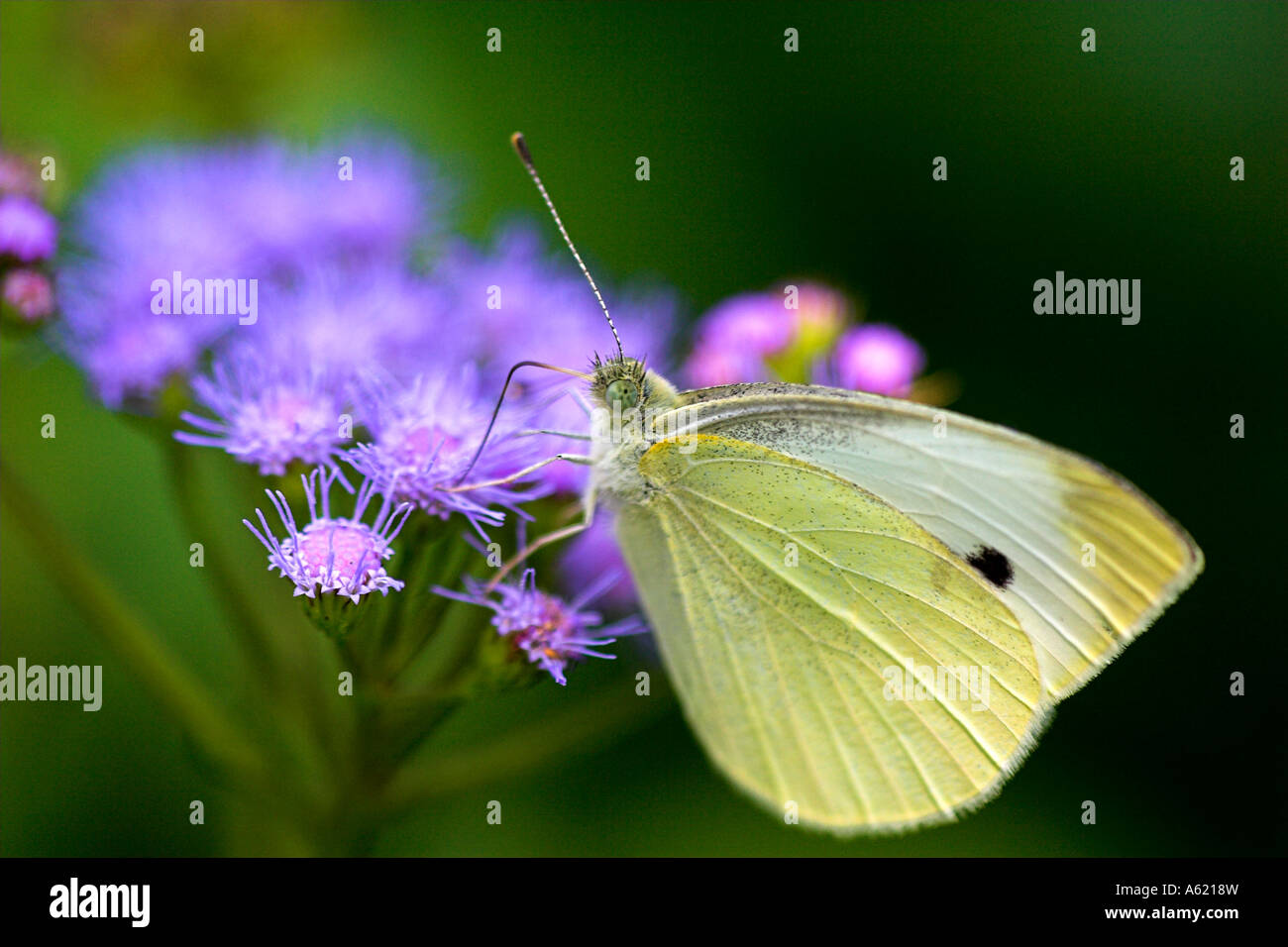 Schwefel-Schmetterling Stockfoto