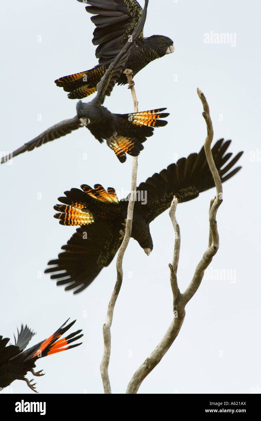 Red-tailed Black Cockatoo (Calyptorhynchus Banksii) Herde, ausziehen, Atherton Tablelands, Queensland, Australien Stockfoto