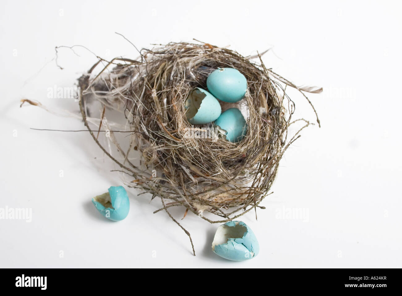 Vögel nisten mit blauen Eiern auf weißem Hintergrund einige Schuss von oben auf weißem Hintergrund geknackt Stockfoto