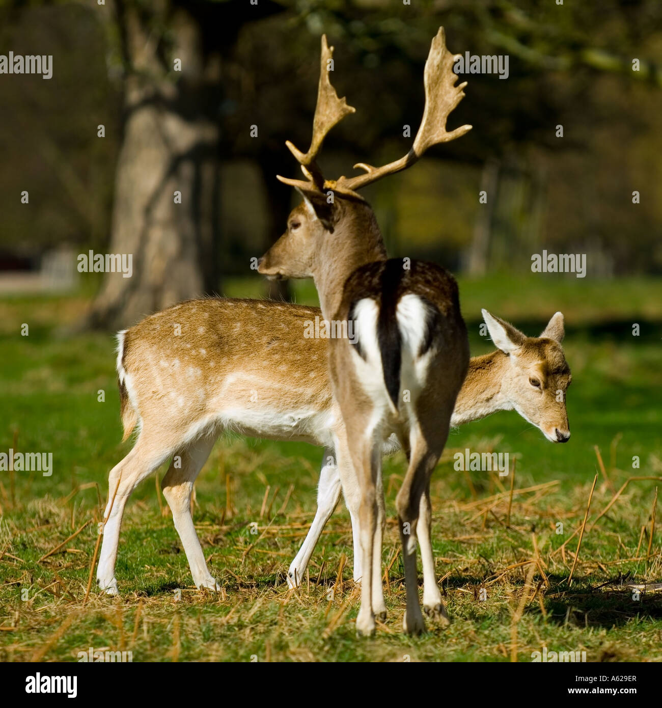 Der Damhirsch (Dama Dama) in Bushy Park Surrey England UK März 2007 Stockfoto