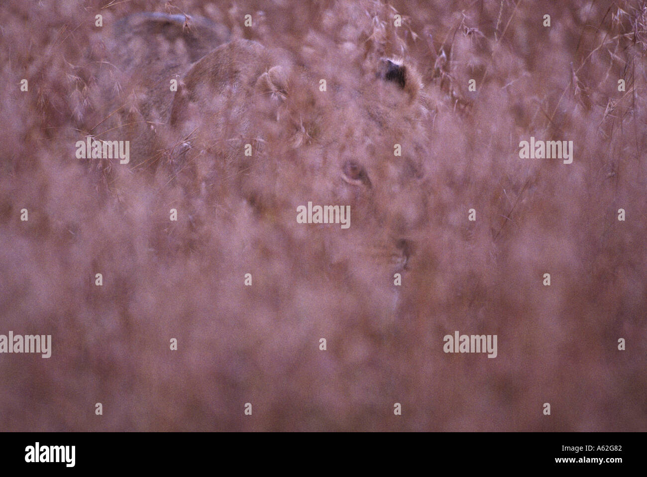Afrika Kenia Masai Mara Game Reserve Löwin Panthera Leo Spaziergang durch hohe Gräser auf Savanne im Morgengrauen Stockfoto