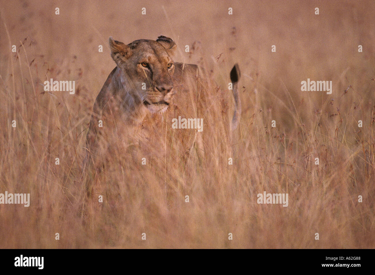 Afrika Kenia Masai Mara Game Reserve Löwin Panthera Leo Spaziergang durch hohe Gräser auf Savanne im Morgengrauen Stockfoto