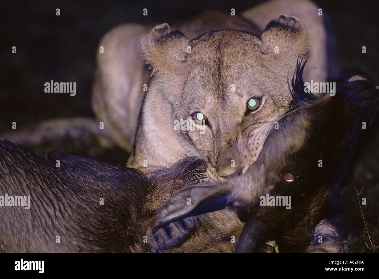 Afrika Kenia Masai Mara Game Reserve Erwachsenen Löwin Panthera Leo erstickt Gnus Kalb Connochaetes taurinus Stockfoto