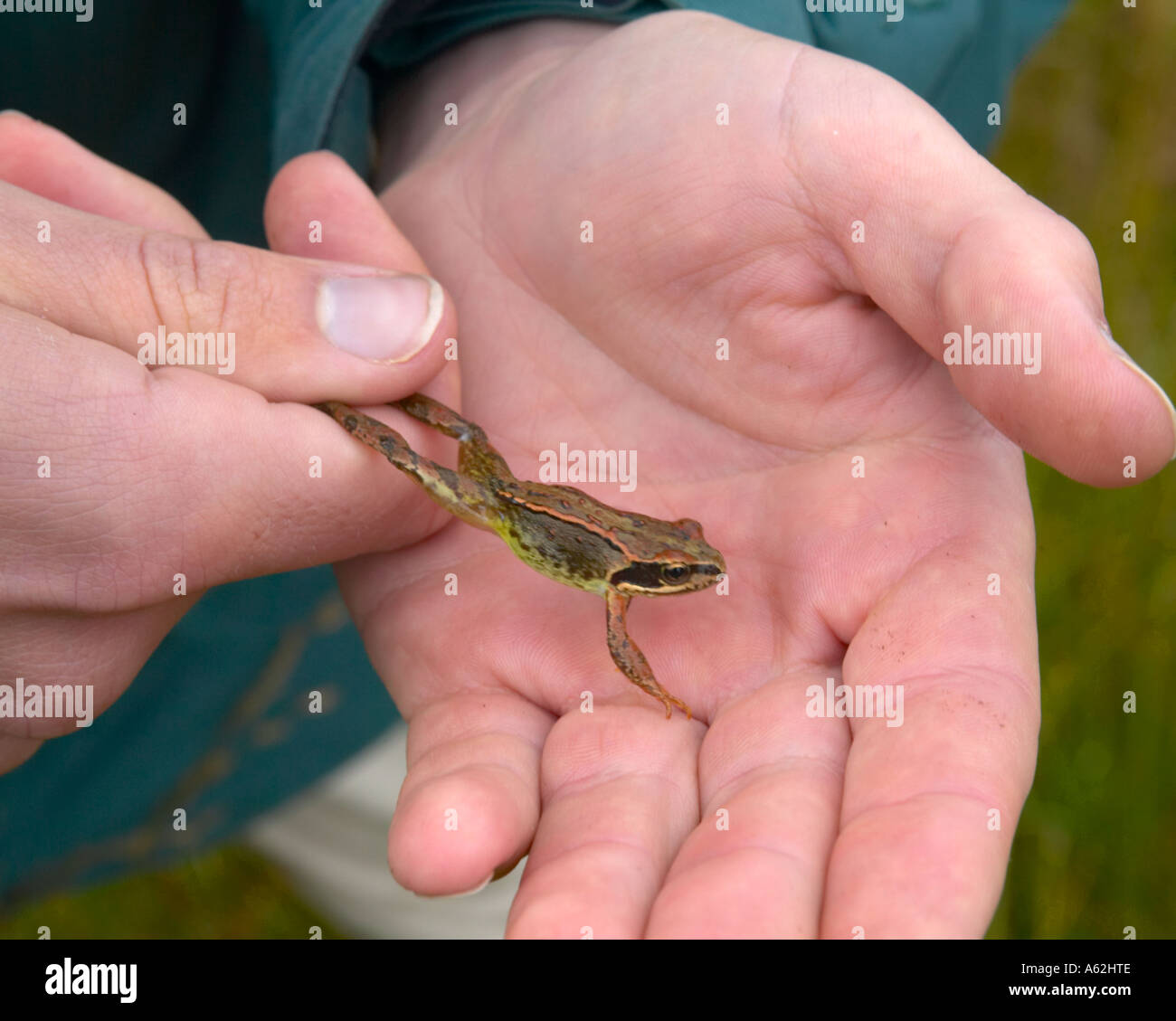 Forscher mit unreifen Frosch in der hand Stockfoto