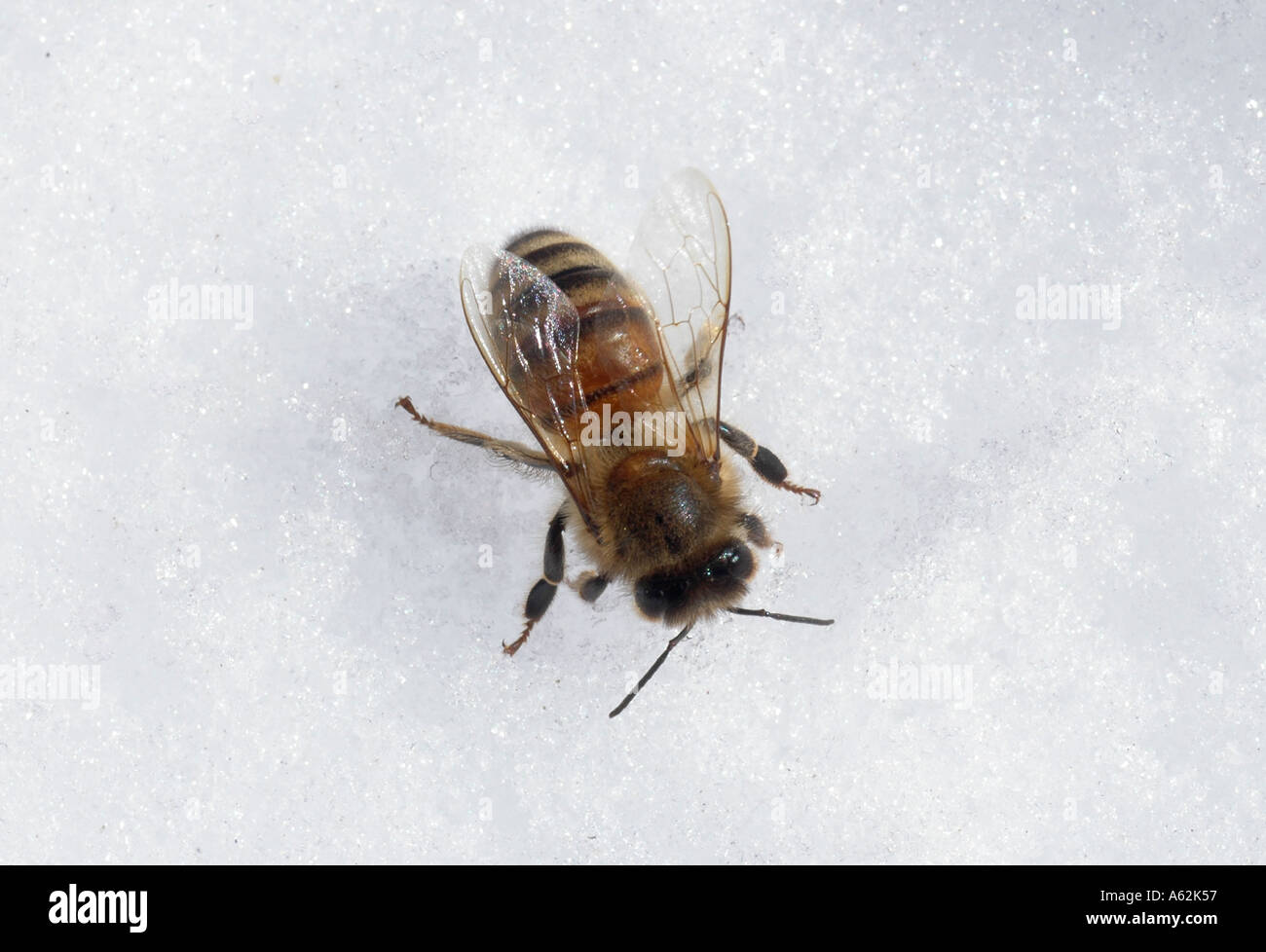 Honig Biene Insekt Biene Fehler Arbeiter Biene Bug mit Flügel Biene auf  Schnee Honigbiene auf Schnee Biene im Winter Biene mit Flügel Nahaufnahme  von Biene ho Stockfotografie - Alamy