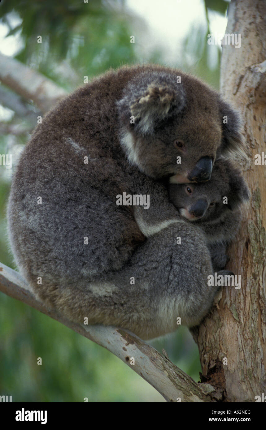 Koala (Phascolarctos Cenereus) Mutter und Baby - Australien Stockfoto