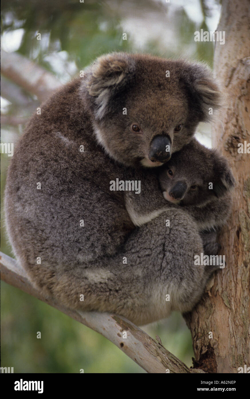 Koala (Phascolarctos Cenereus) Mutter und Baby - Australien Stockfoto