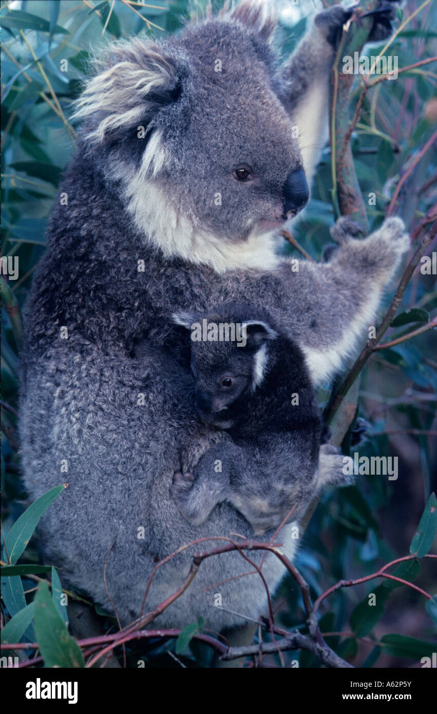 Koala (Phascolarctos Cenereus) Mutter und Baby - Australien Stockfoto