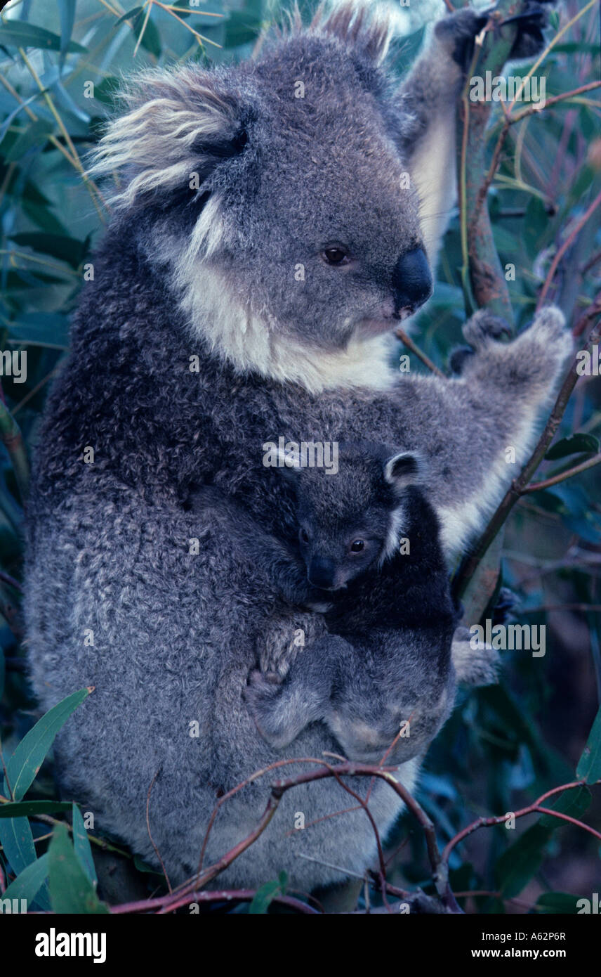Koala (Phascolarctos Cenereus) Mutter und Baby - Australien Stockfoto