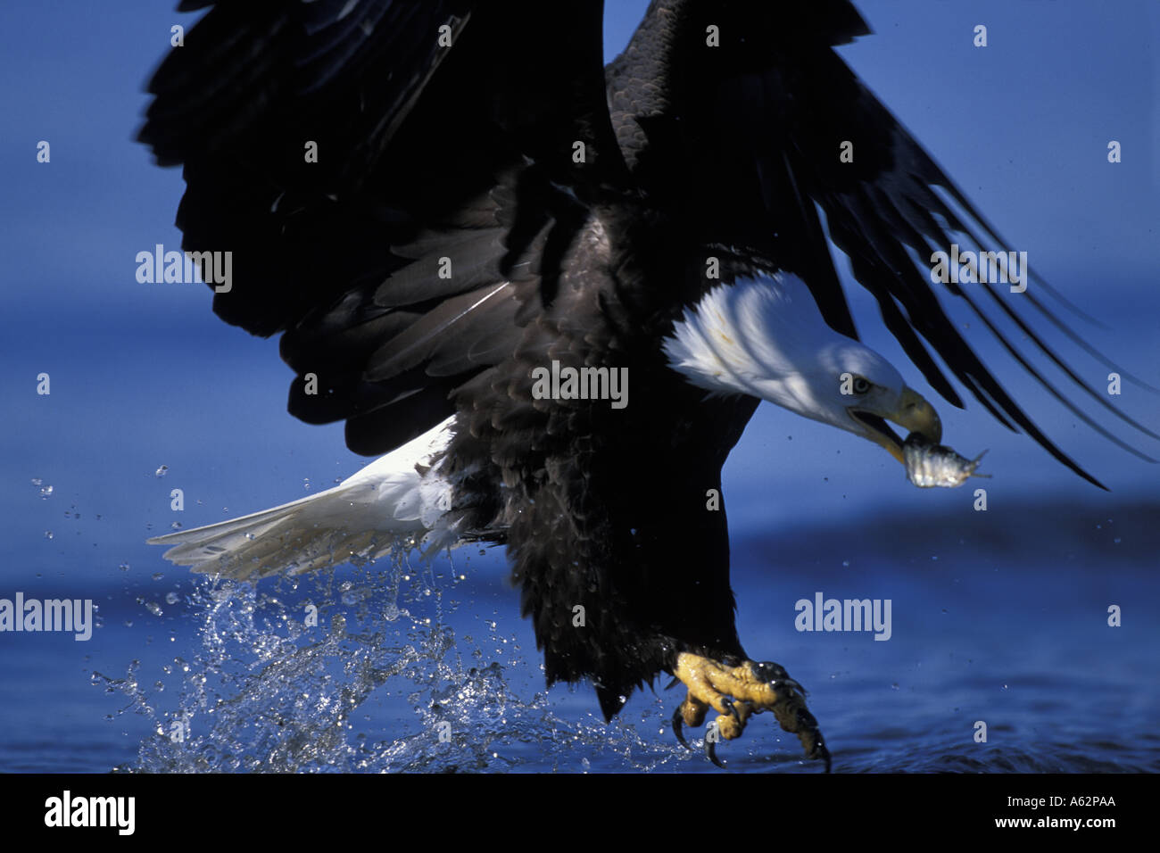 USA Alaska Homer Weißkopfseeadler Haliaeetus Leucocephalus fängt Makrelen aus Kachemak Bay an Wintermorgen Stockfoto