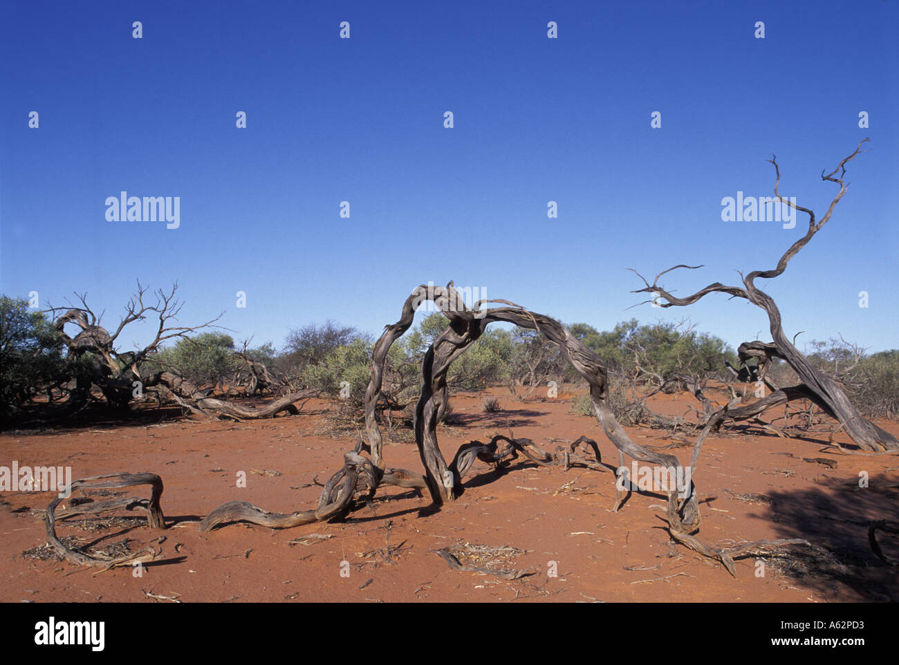 Australien Western Australia knorrigen Glieder der Bäume liegen auf rotem Sand in der Nähe von Overland Roadhouse Stockfoto