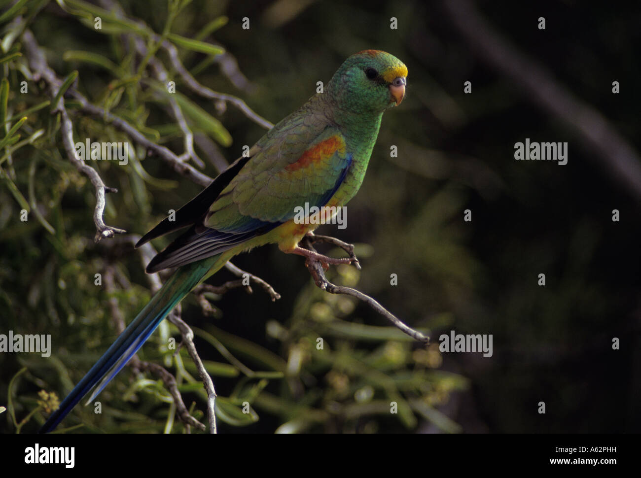 Mulga Papagei Psephotus Varius Australien männliche in der Regel lebt in der Nähe von Wasser im Mallee Mulga und andere im Landesinneren Peelings Stockfoto