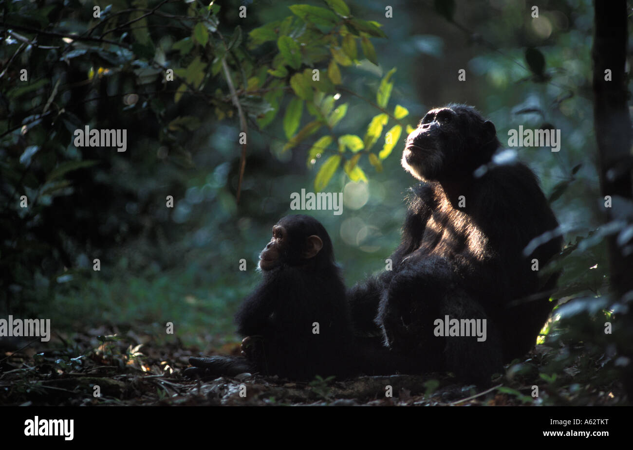 Schimpansen Pan Troglodytes mit Baby im dichten Wald im Gombe Stream National Park, Tansania Stockfoto