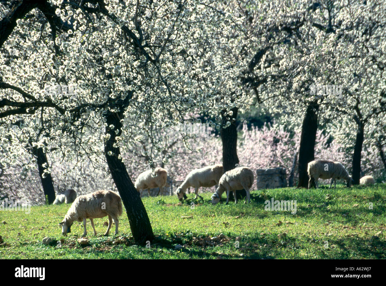 Hausschafe (Ovis Aries) auf Mandelbäume Gebiet, Mallorca, Balearen, Spanien Stockfoto