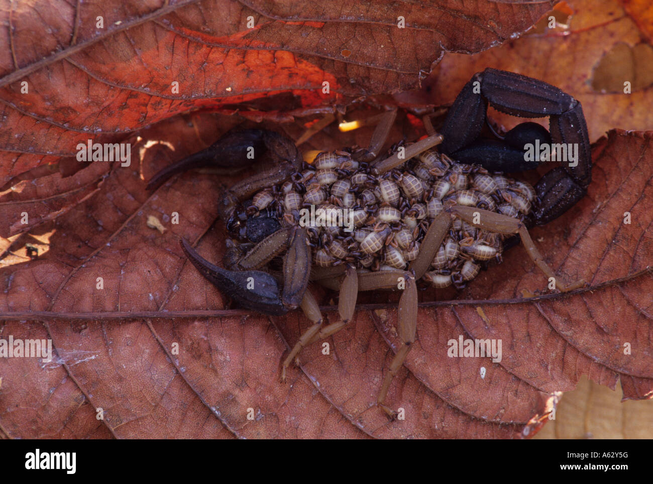 Scorpion mit jungen auf seiner zurück tropischen Trockenwald Costa Rica Stockfoto