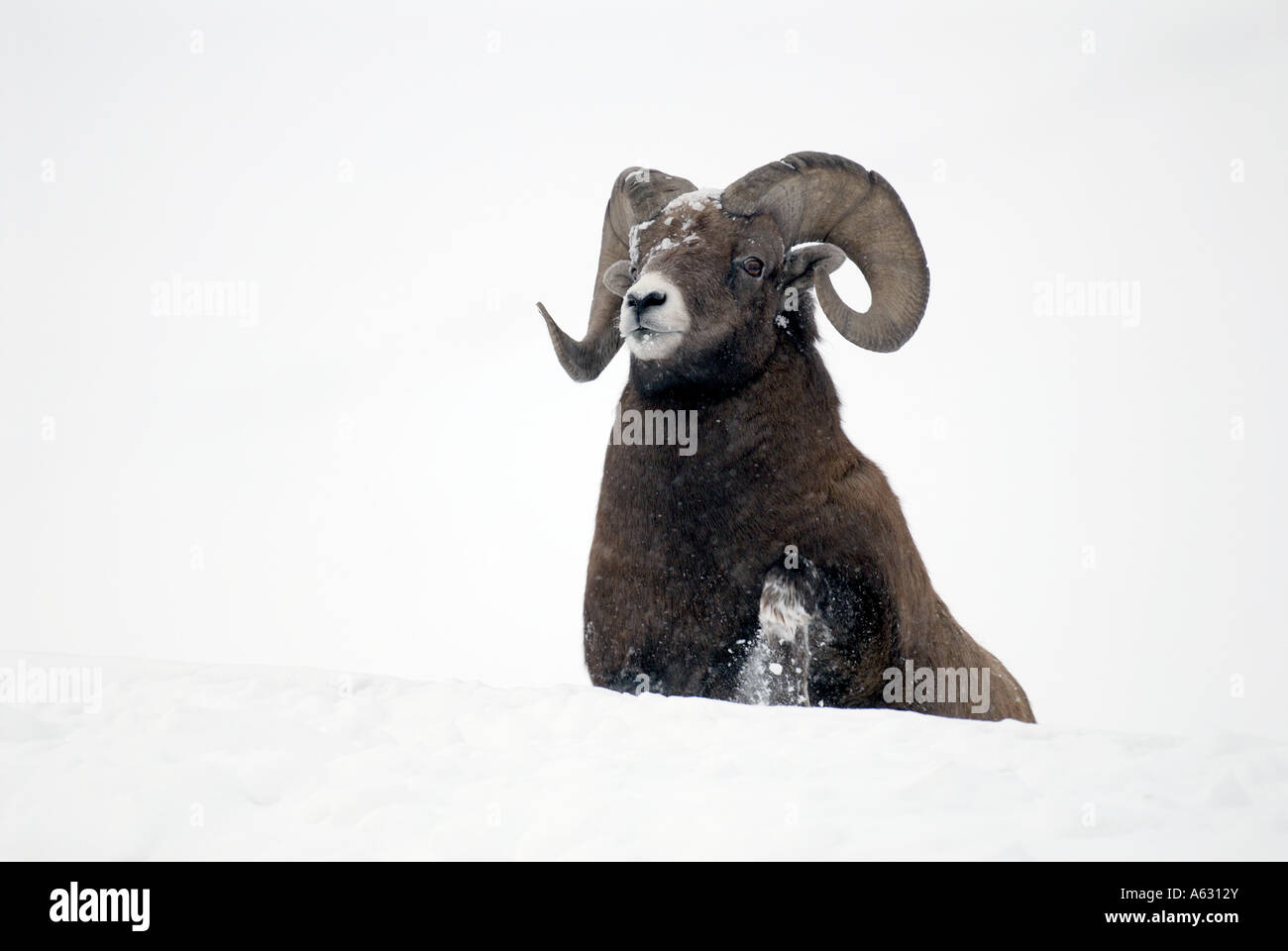 Bighorn Schafe Porträt im Schnee Stockfoto