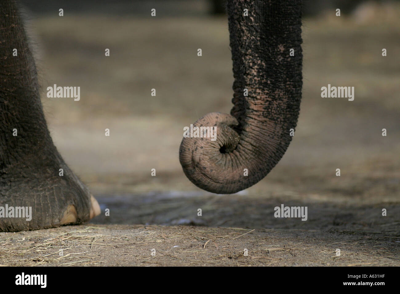 Elefantenrüssel und Fuß Stockfoto
