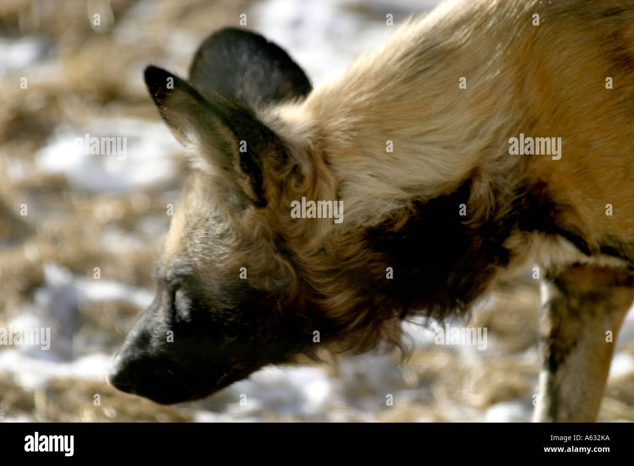 Wilde Hunde von Afrika Stockfoto