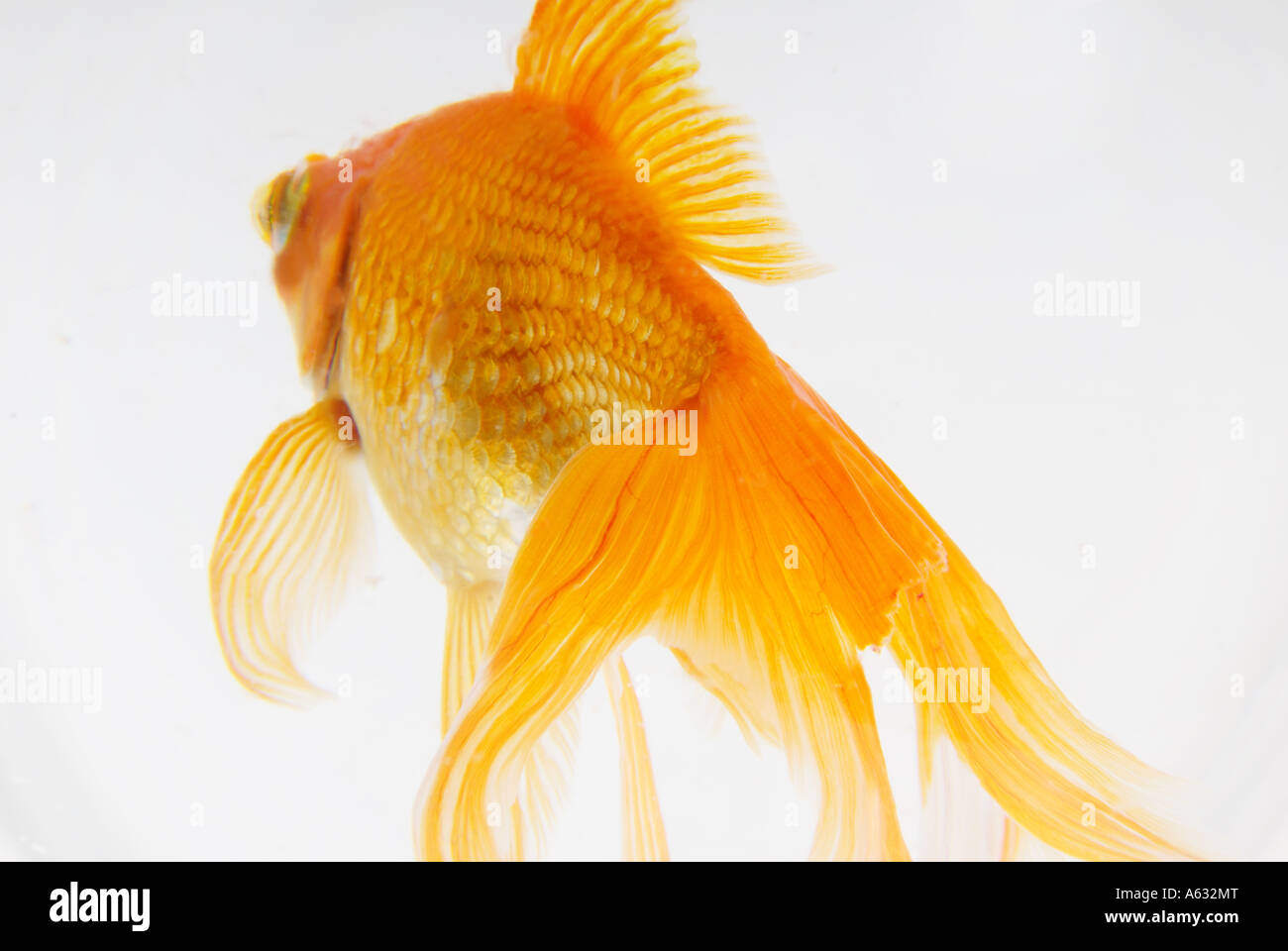 Goldfisch Liegt Auf Der Seite Und Bewegt Sich Kaum Goldfische Stockfotos und -bilder Kaufen - Alamy