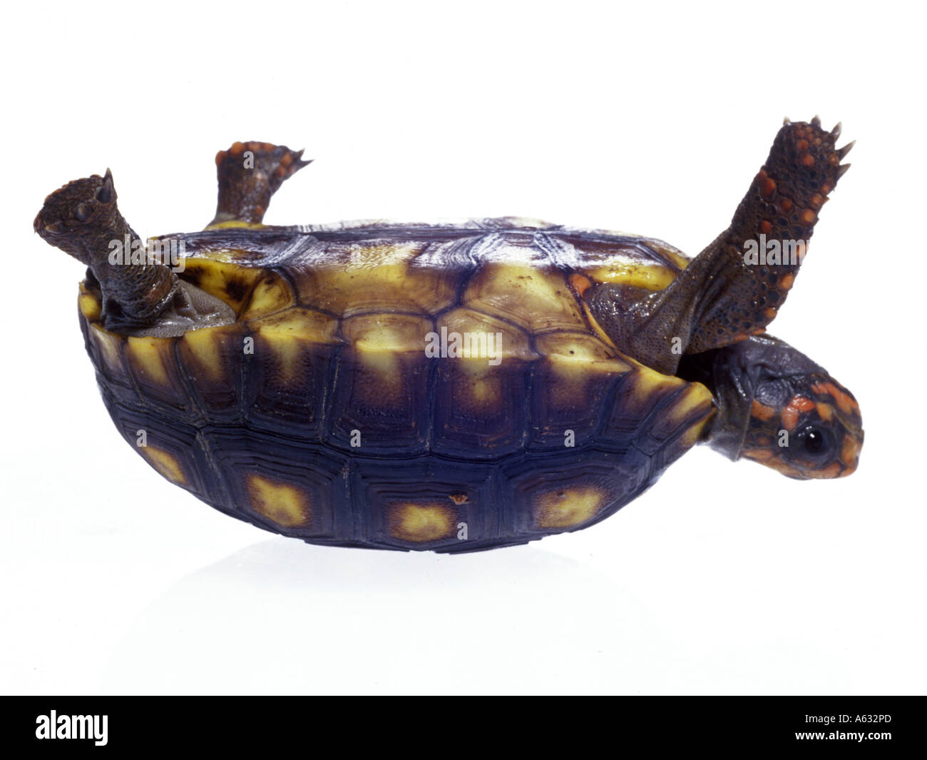 Nahaufnahme der Schildkröte auf dem Rücken liegend Stockfoto