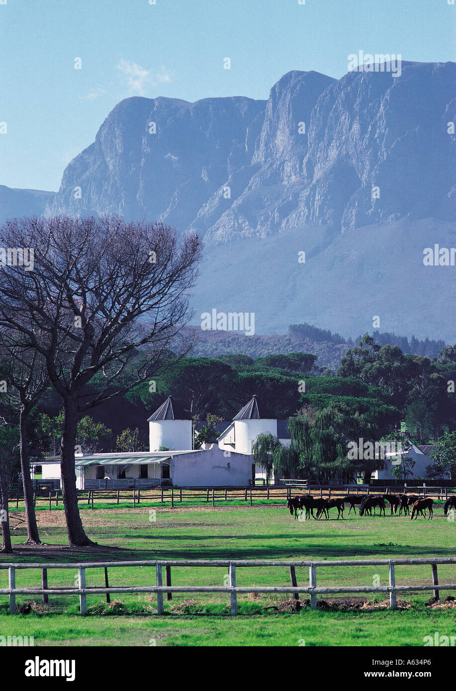 Gestüt Reiterhof im schönen Hügelland Swellendam Kapprovinz in Südafrika Stockfoto