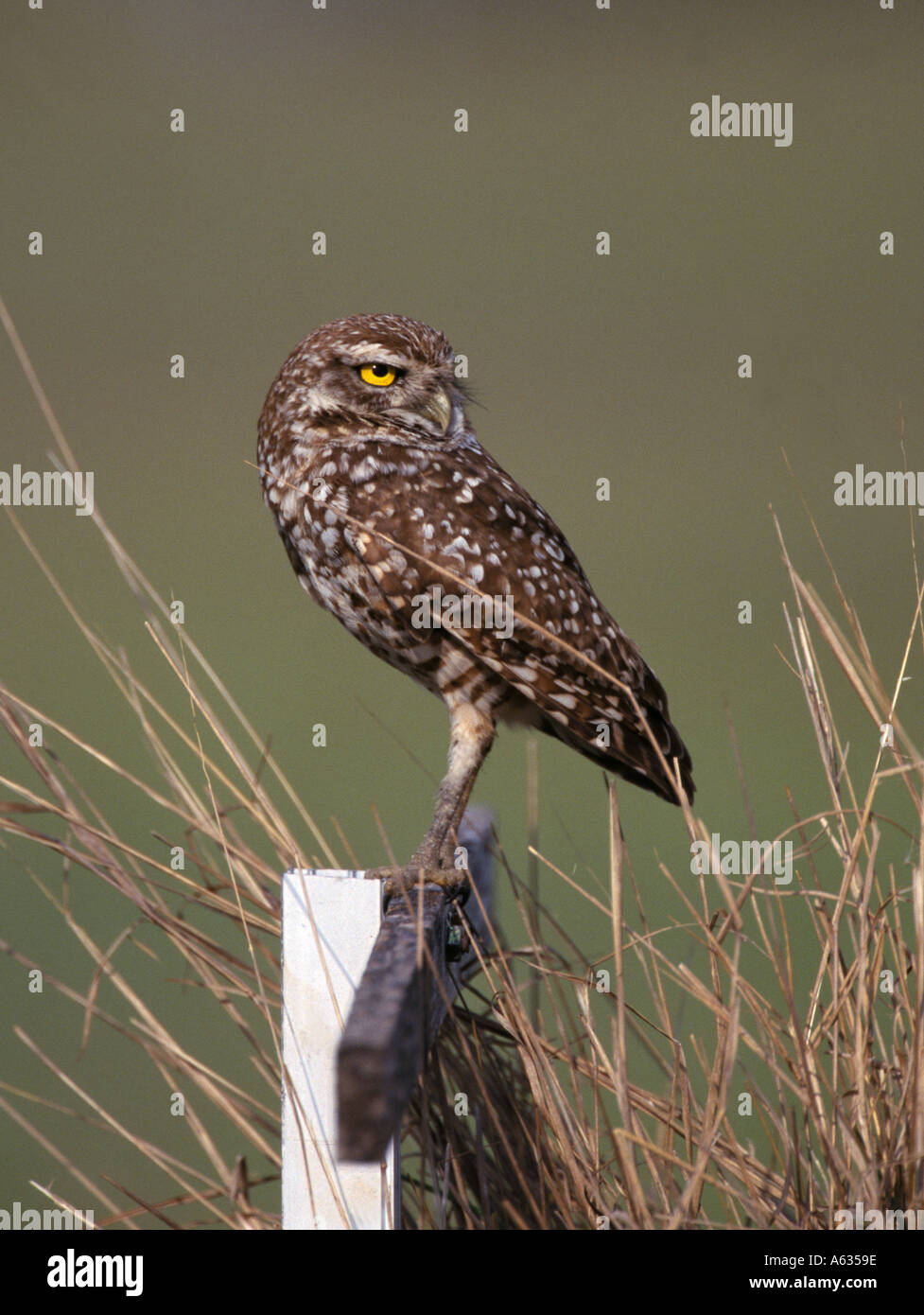 Kanincheneule Sitzstangen auf Zaun in Süd-Florida, USA. Stockfoto