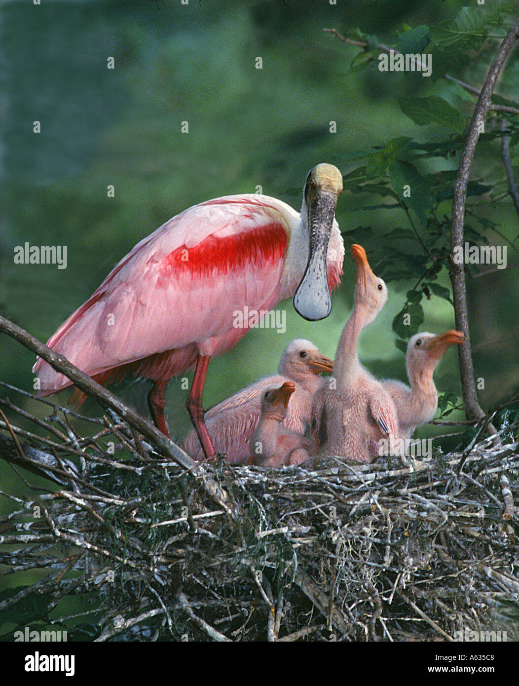 Rosige Löffler Küken versuchen, fordere Mutter zum Essen zu Erbrechen, so dass sie essen können. Stockfoto