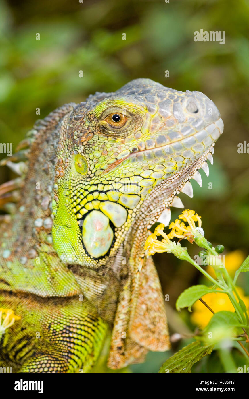 Grüne Echse Stockfoto