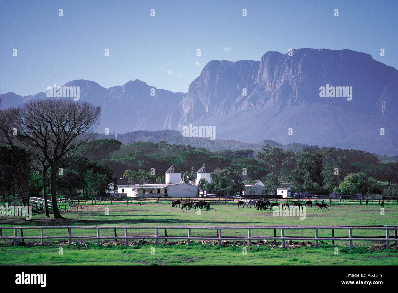Gestüt Reiterhof im schönen Hügelland Swellendam Kapprovinz in Südafrika Stockfoto