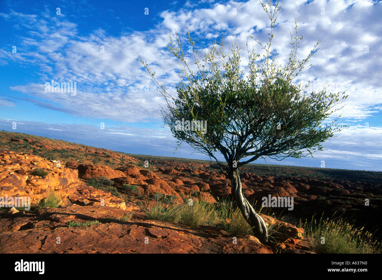 Baum auf Landschaft, Kings Canyon, George Gill Range, Watarrka National Park, Northern Territory, Australien Stockfoto