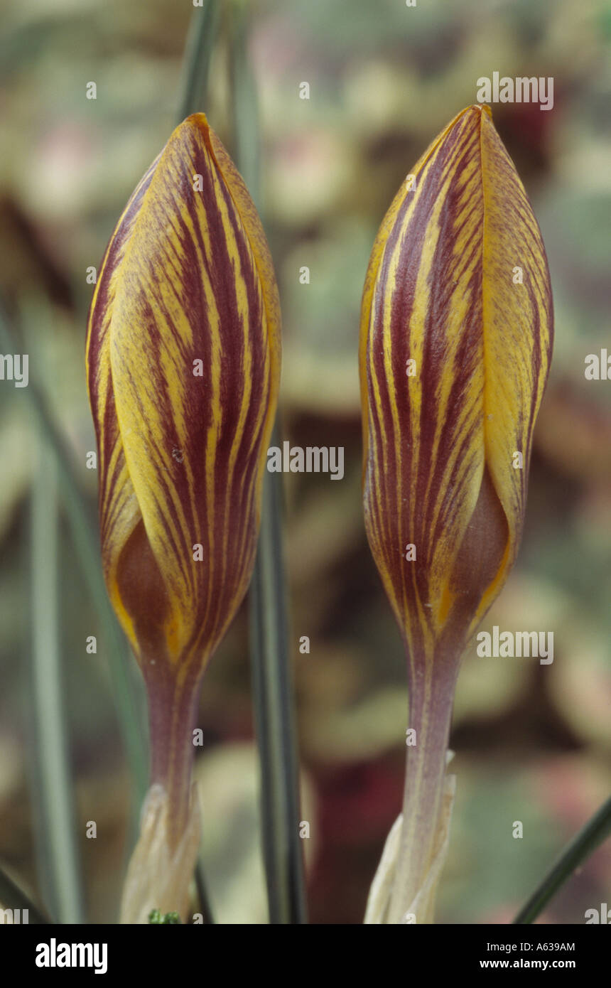 Crocus Chrysanthus var. Fuscotinctus. Nahaufnahme von zwei geschlossene gelbe Krokusse mit rot-braunen Abzeichen. Stockfoto