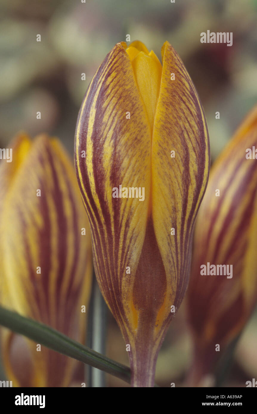 Crocus Chrysanthus var. Fuscotinctus. Nahaufnahme des geschlossenen gelbe Krokus mit rot-braunen Abzeichen. Stockfoto
