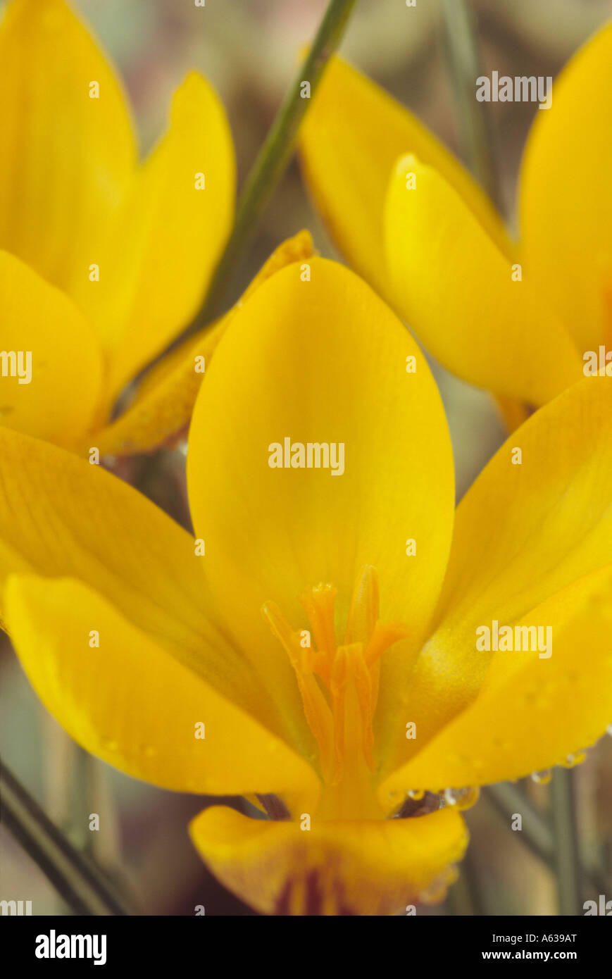 Crocus Chrysanthus var. Fuscotinctus. Nahaufnahme des offenen gelbe Krokus mit rot-braunen Abzeichen an den äußeren Blütenblättern. Stockfoto