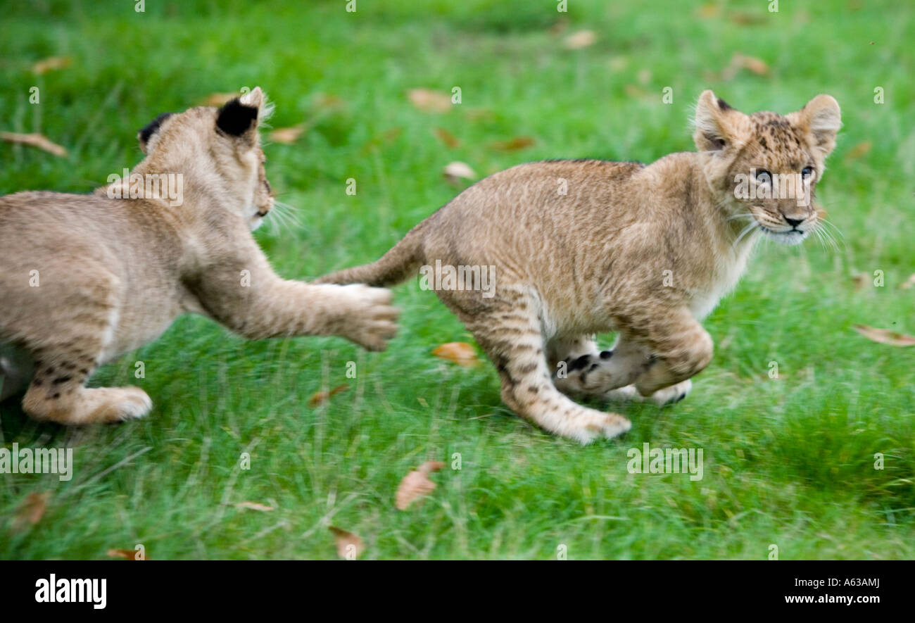 Zwei Löwenbabys herumlaufen auf der West Midlands Safari Park in Worcestershire UK Stockfoto